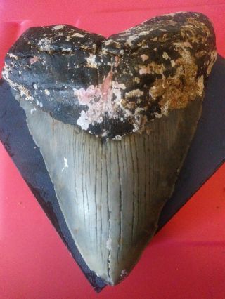 6.  21 " Megalodon Shark Tooth Fossil 100 Authentic - Huge