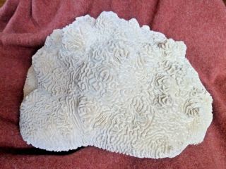 Huge Gorgeous Large Brain Coral Good White Color Over 26 Lbs Aquarium