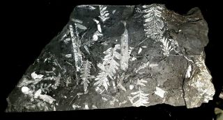 13×7 " Museum Quality,  White Carboniferous St Clair Pennsylvania Fern Fossil