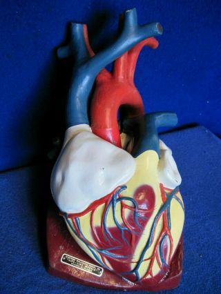 Vintage Nystrom Biological " Life Like Models " Anatomical Heart Model