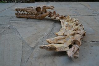 Halisaurus Sp.  Mosasaur Cretaceous Fossil Skull,  Neck