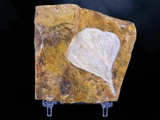 Detailed Ginkgo Cranei Fossil Plant Leaf Morton County,  Nd Paleocene Age Stand