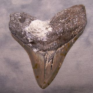 4 1/8 " Megalodon Shark Tooth Teeth Extinct Jaw Fossil Scuba Megladon Teeth Meg