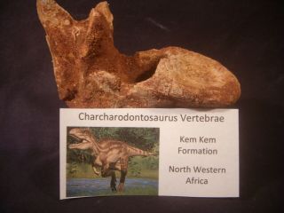 Dinosaur Bone Fossil Charcharodontosaurus Vertebrae Kem Kem Formation & Display