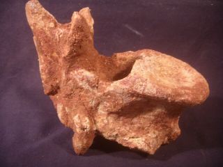 Dinosaur Bone Fossil Charcharodontosaurus Vertebrae Kem Kem Formation & Display 2