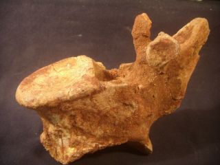 Dinosaur Bone Fossil Charcharodontosaurus Vertebrae Kem Kem Formation & Display 4