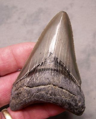 Sweet 3 1/2 " Megalodon Shark Tooth Fossil Teeth Jaw Megladon Meg Scuba Serrated