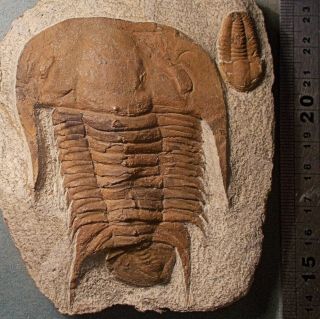 Fine 8cm Conomicmacca Alta,  2.  5cm Ellipsocephalid : Middle Cambrian,  Morocco