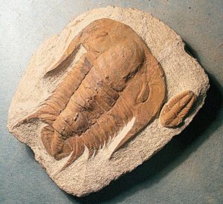 Fine 8cm Conomicmacca alta,  2.  5cm Ellipsocephalid : Middle Cambrian,  Morocco 2
