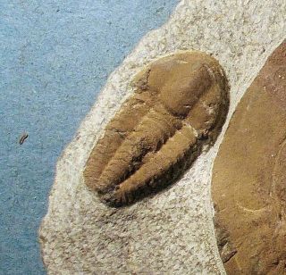 Fine 8cm Conomicmacca alta,  2.  5cm Ellipsocephalid : Middle Cambrian,  Morocco 4