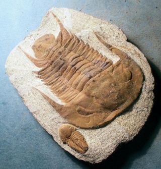 Fine 8cm Conomicmacca alta,  2.  5cm Ellipsocephalid : Middle Cambrian,  Morocco 6