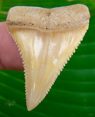 Great White Shark Tooth - 1 & 13/16 In.  Chile - Museum Grade Flawless - Chilean