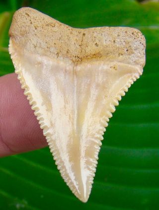 Great White Shark Tooth - 1 & 13/16 in.  Chile - MUSEUM GRADE FLAWLESS - Chilean 2
