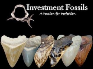 Great White Shark Tooth - 1 & 13/16 in.  Chile - MUSEUM GRADE FLAWLESS - Chilean 3