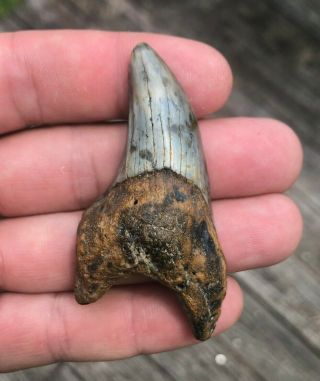 Parotodus Benedini Huge Fossil Shark Tooth 2.  65 Inches Frag Benedini