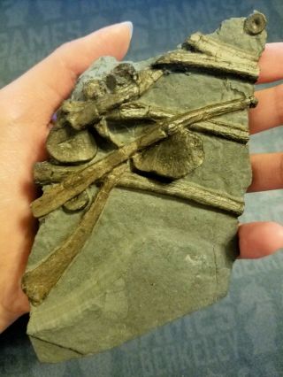 Marine Reptile,  Ichthyosaurus Ribs And Vertebrae Fossil Bone Uk Dinosaur Age