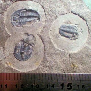 Rare Multiple Complete Gittara Gittaraeformis; Carboniferous Of Lancashire,  Uk