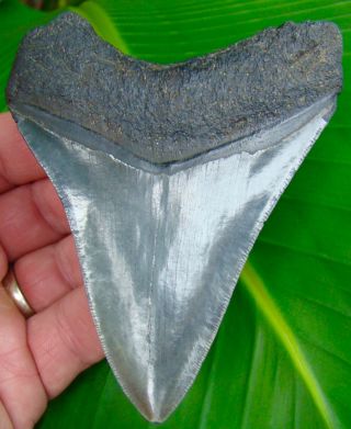 Megalodon Shark Tooth 4 In.  Serrated - No Restorations