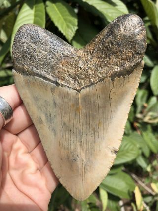 Huge Colorful 4.  61” Megalodon Tooth Fossil Shark Teeth