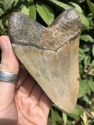 Huge Colorful 4.  61” Megalodon Tooth Fossil Shark Teeth 2
