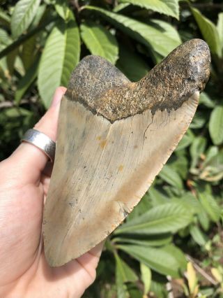 Huge Colorful 4.  61” Megalodon Tooth Fossil Shark Teeth 3