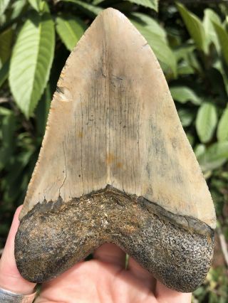 Huge Colorful 4.  61” Megalodon Tooth Fossil Shark Teeth 5