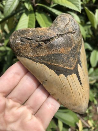 Huge Colorful 4.  61” Megalodon Tooth Fossil Shark Teeth 7