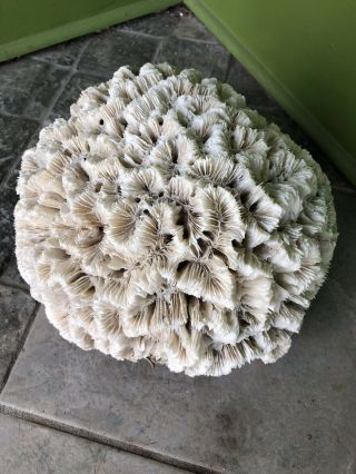 Large Brain Coral (well Finned Skeleton) 11” Rd 7” Tall 13.  4lbs