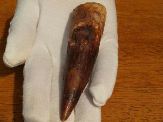 Massive Spinosaurus Dinosaur Tooth Fossil 4.  36 " Inches 112 Million Years Old