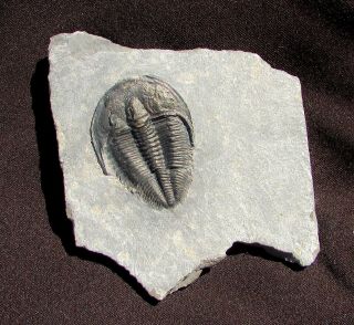 Large Black Amecephalus Trilobite Fossil