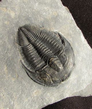 Large Black Amecephalus trilobite fossil 2
