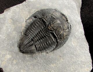 Large Black Amecephalus trilobite fossil 3