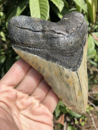Huge 5.  40” Megalodon Tooth Fossil Shark Teeth 2
