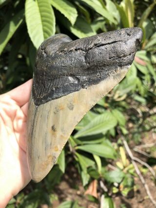 Huge 5.  40” Megalodon Tooth Fossil Shark Teeth 3