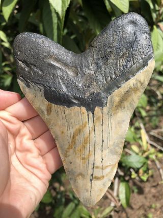 Huge 5.  40” Megalodon Tooth Fossil Shark Teeth 4