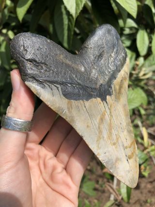 Huge 5.  40” Megalodon Tooth Fossil Shark Teeth 5
