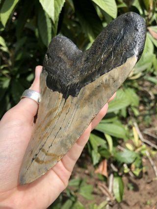 Huge 5.  40” Megalodon Tooth Fossil Shark Teeth 6
