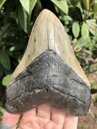 Huge 5.  40” Megalodon Tooth Fossil Shark Teeth 7