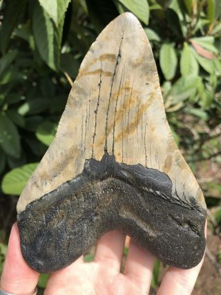 Huge 5.  40” Megalodon Tooth Fossil Shark Teeth 8