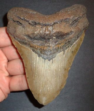 Very Large 4.  770 " Megalodon Shark Tooth Fossil From N.  Carolina Real Shark Tooth