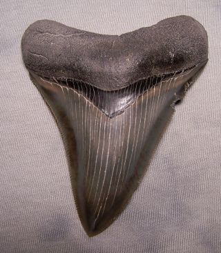Gem 3 5/8 " Megalodon Shark Tooth Fossil Teeth Jaw Megladon Meg Scuba Serrated