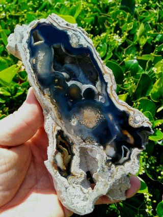 Big Polished Tampa Bay Florida Petrified Coral Blue Black Agate Bands 12.  8oz