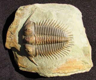 MUSEUM QUALITY Damesella trilobite fossil 2