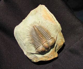 MUSEUM QUALITY Damesella trilobite fossil 3