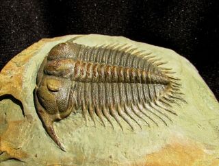 MUSEUM QUALITY Damesella trilobite fossil 4