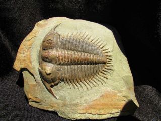 MUSEUM QUALITY Damesella trilobite fossil 5