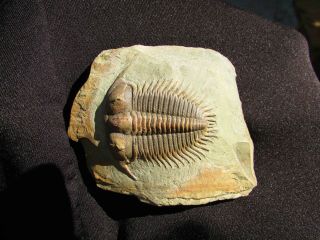 MUSEUM QUALITY Damesella trilobite fossil 7
