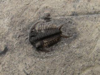 Sweet Ceraurus Trilobite Fossil