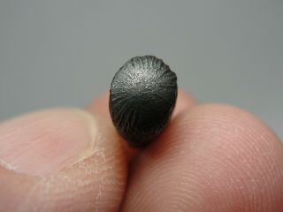 Meteorite - Sikhote - Alin - Iron - IIAB - SA - 1594 - 2.  88g - COA/Observed Fall 1947 7