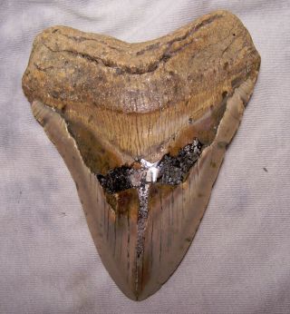 Xxl 5 1/2 " Megalodon Shark Tooth Teeth Jaw Fossildiamond Polished Megladon Meg